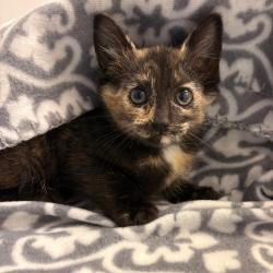 Shelter Stray Female Cat last seen , Greenville, SC 29609