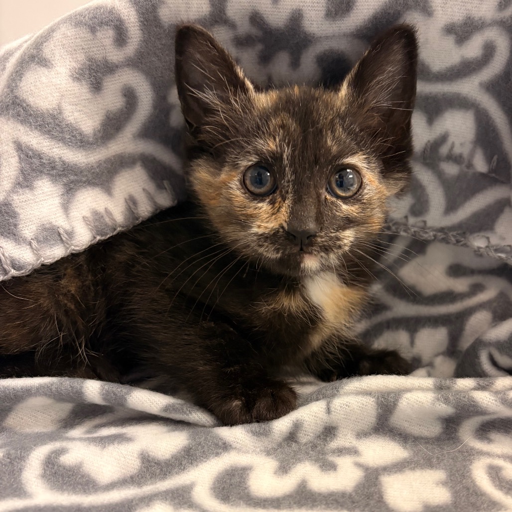 Shelter Stray Female Cat last seen , Greenville, SC 29609