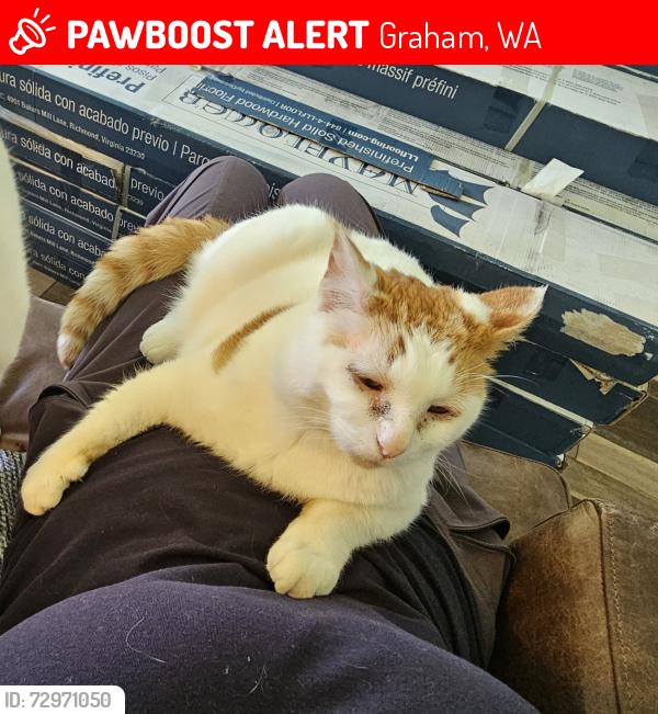 Lost Male Cat last seen 216th off Jansky road, Graham, WA 98338
