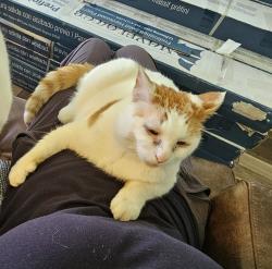 Lost Male Cat last seen 216th off Jansky road, Graham, WA 98338