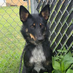 Shelter Stray Female Dog last seen , Norman, OK 73072