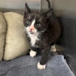 Shelter Stray Male Cat last seen , Palm Springs, CA 92264