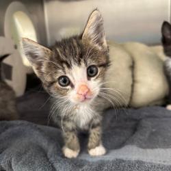 Shelter Stray Female Cat last seen , Palm Springs, CA 92264