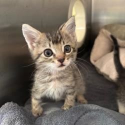 Shelter Stray Female Cat last seen , Palm Springs, CA 92264