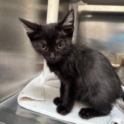 Shelter Stray Female Cat last seen , Palm Springs, CA 92264