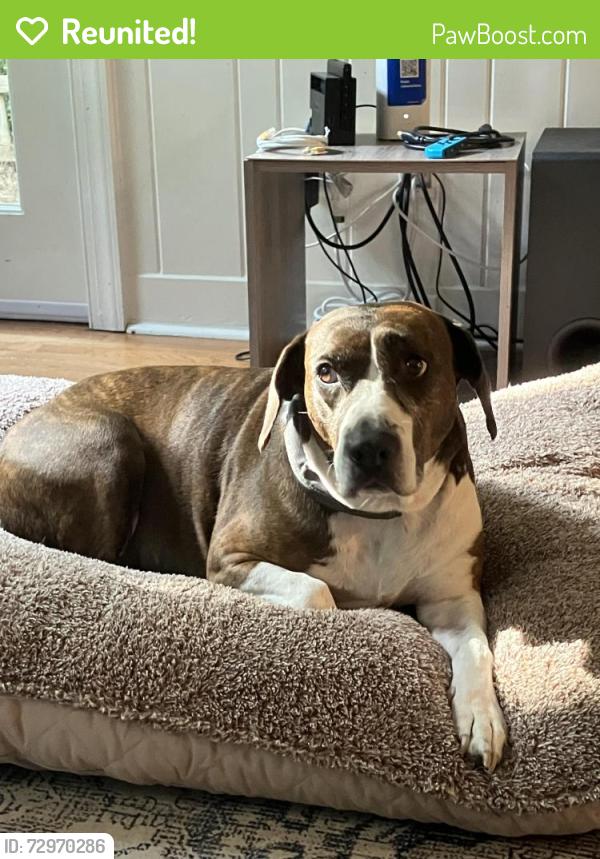 Reunited Female Dog last seen Near Lynn Ave and Kinnamon Rd, Winston-Salem, NC 27104