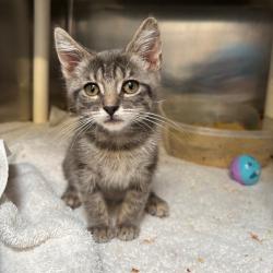 Shelter Stray Female Cat last seen , Palm Springs, CA 92264