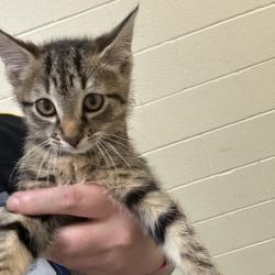 Shelter Stray Male Cat last seen , Memphis, TN 38133