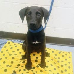 Shelter Stray Female Dog last seen , Memphis, TN 38133