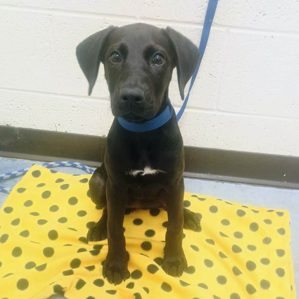 Shelter Stray Female Dog last seen , Memphis, TN 38133