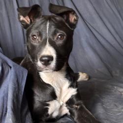 Shelter Stray Female Dog last seen , Memphis, TN 38133
