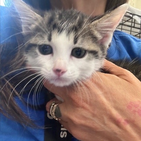 Shelter Stray Female Cat last seen , Memphis, TN 38133