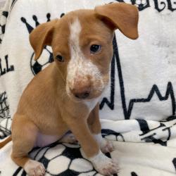 Shelter Stray Female Dog last seen , Memphis, TN 38133