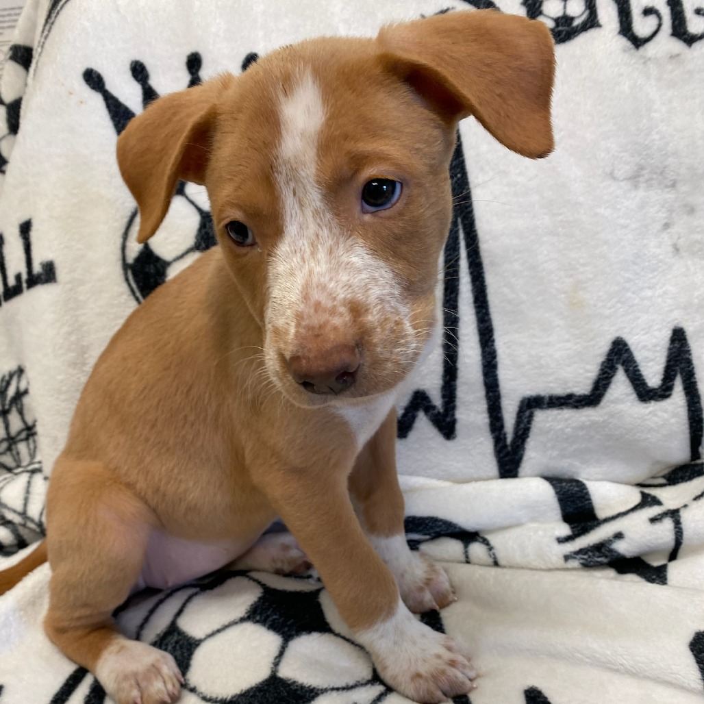 Shelter Stray Female Dog last seen , Memphis, TN 38133