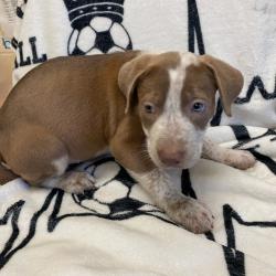 Shelter Stray Female Dog last seen , Memphis, TN 38133