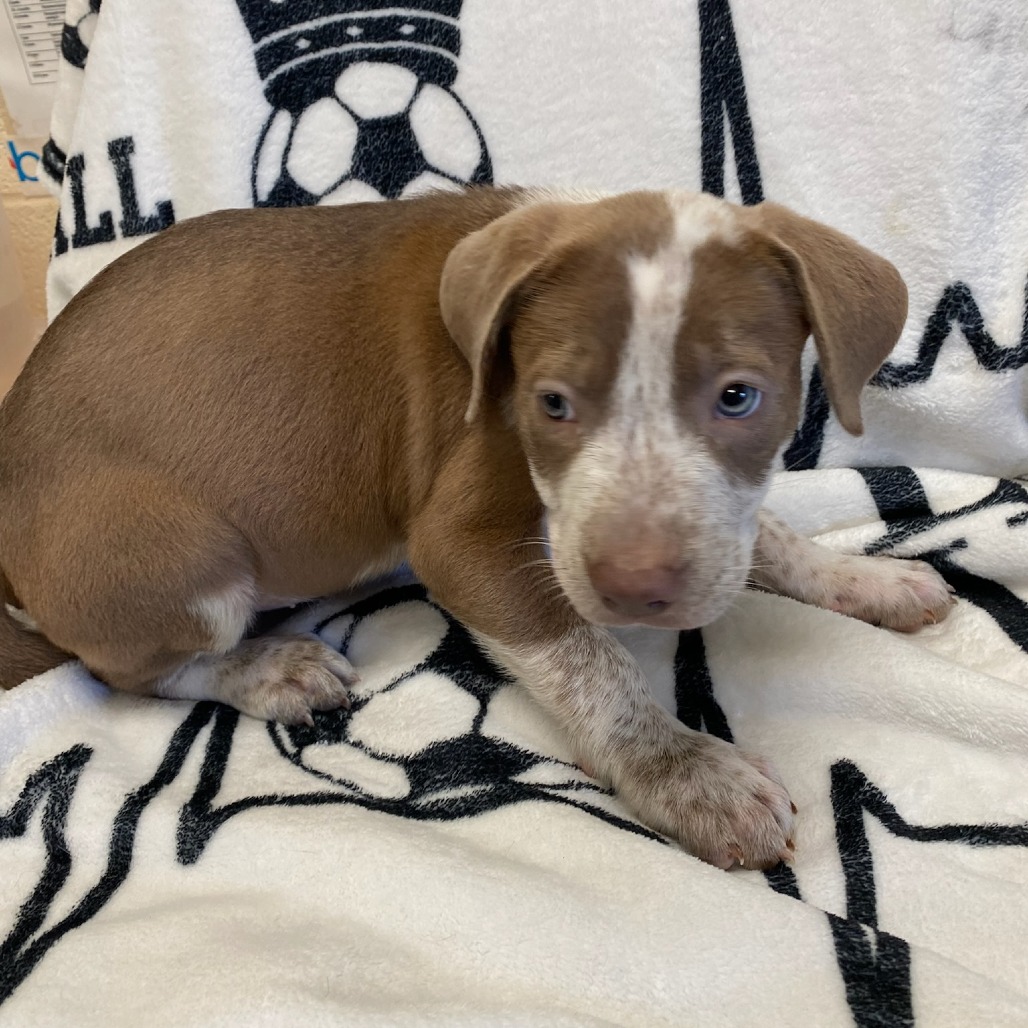 Shelter Stray Female Dog last seen , Memphis, TN 38133