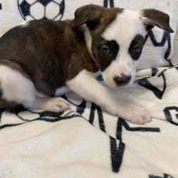 Shelter Stray Female Dog last seen , Memphis, TN 38133