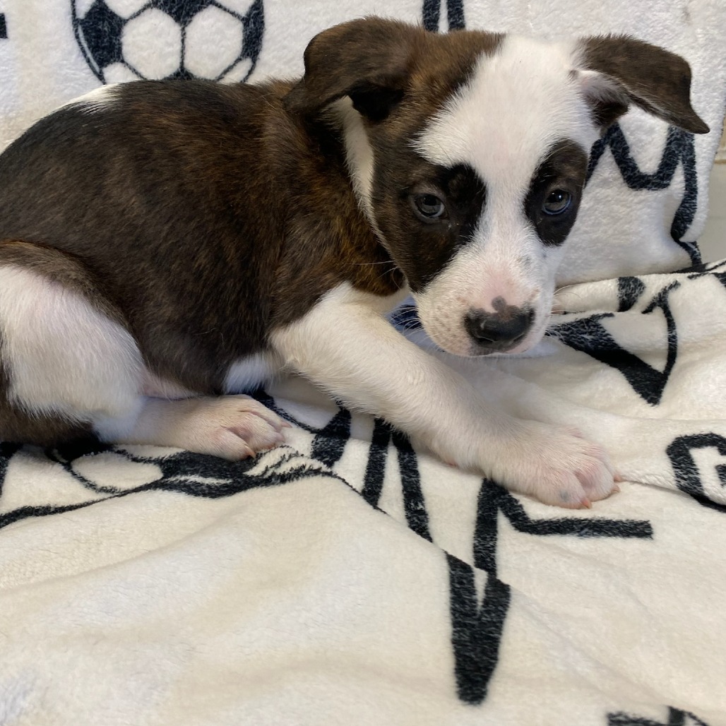 Shelter Stray Female Dog last seen , Memphis, TN 38133