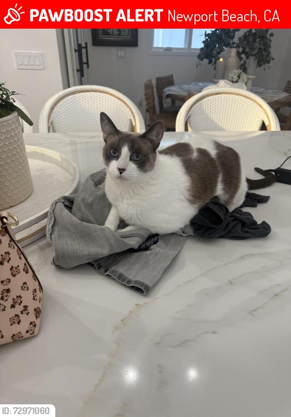 Lost Female Cat last seen Marguerite and 4th , Newport Beach, CA 92625