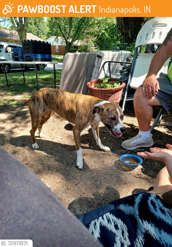 Found/Stray Female Dog last seen 21st Franklin, Indianapolis, IN 46219