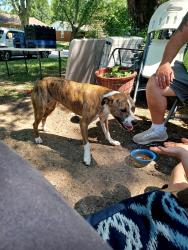 Found/Stray Female Dog last seen 21st Franklin, Indianapolis, IN 46219