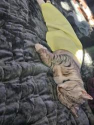 Reunited Male Cat last seen Stone Arbor Drive & Northwood Drive , Pinson, AL 35126