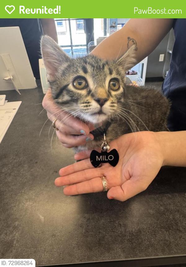 Reunited Male Cat last seen N Emory Dr Units, Sterling, VA 20164