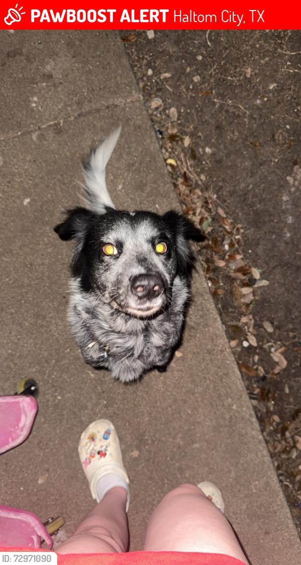 Lost Female Dog last seen western center, Haltom City, TX 76137