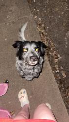 Lost Female Dog last seen western center, Haltom City, TX 76137