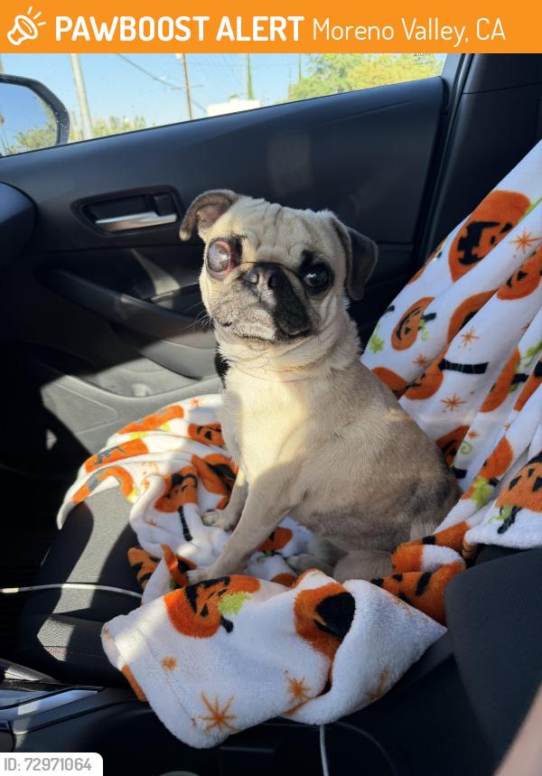 Surrendered Male Dog last seen Badger Springs Trail & Davis St , Moreno Valley, CA 92557