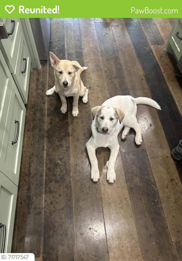 Reunited Female Dog last seen Near Hollowbrook lane , Conroe, TX 77384
