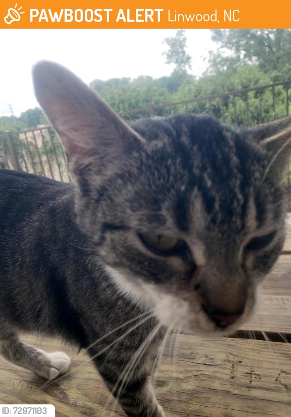 Found/Stray Female Cat last seen Yadkin River Park , Linwood, NC 27299
