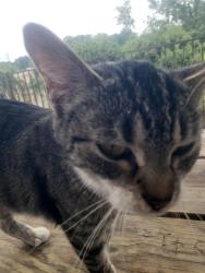 Found/Stray Female Cat last seen Yadkin River Park , Linwood, NC 27299