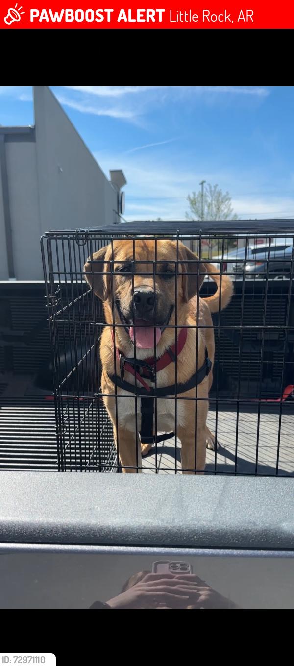 Lost Male Dog last seen Campground, Little Rock, AR 72201