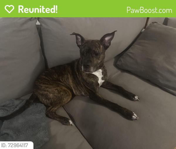 Reunited Female Dog last seen Between 8th and 12th on 36th court , Vero Beach, FL 32960