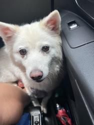 Found/Stray Female Dog last seen High & Fisk, Redondo Beach, CA 90278