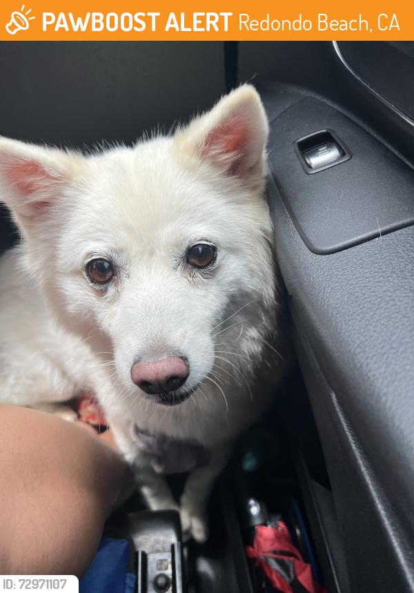 Found/Stray Female Dog last seen High & Fisk, Redondo Beach, CA 90278