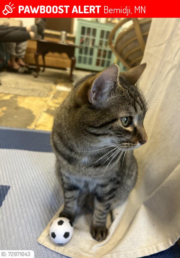 Lost Male Cat last seen Hidden Valley Court SW, Bemidji, MN 56601