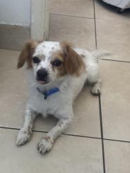 Lost Male Dog last seen Near south east st Anaheim , Anaheim, CA 92805