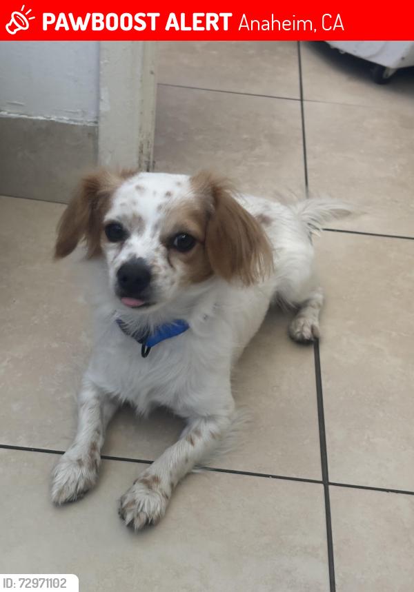 Lost Male Dog last seen Near south east st Anaheim , Anaheim, CA 92805