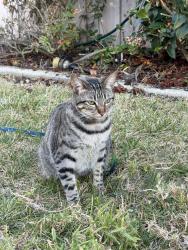 Reunited Female Cat last seen Near Moorland Heights Way, San Diego, CA 92121, USA, San Diego, CA 92121