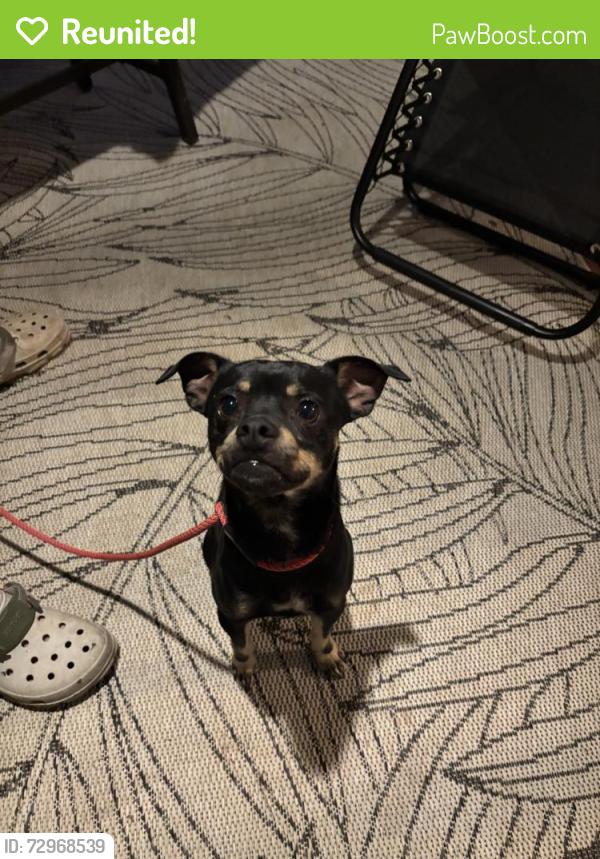 Reunited Male Dog last seen Virginia Cir SW in South Rome, Rome, GA 30161