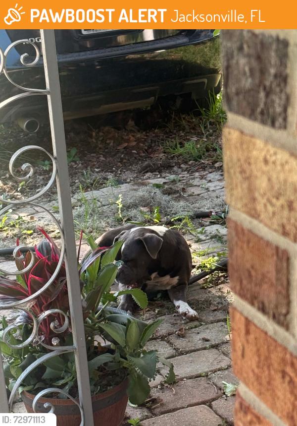 Found/Stray Male Dog last seen Near , Jacksonville, FL 32244