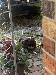Found/Stray Male Dog last seen Near , Jacksonville, FL 32244