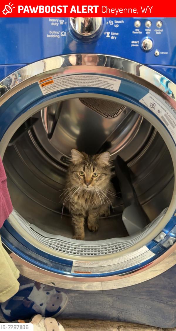Lost Male Cat last seen Afflerbach elementary , Cheyenne, WY 82007