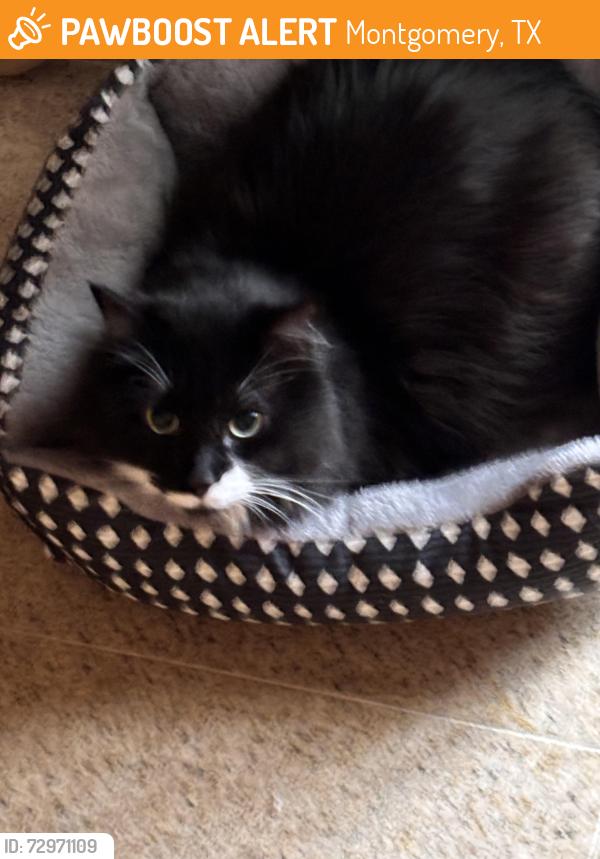 Found/Stray Male Cat last seen Near Wally World off 105, Montgomery, TX 77316