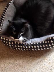 Found/Stray Male Cat last seen Near Wally World off 105, Montgomery, TX 77316