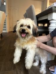 Reunited Male Dog last seen Near Lone Tree Way Antioch, CA  94531 United States, Antioch, CA 94531