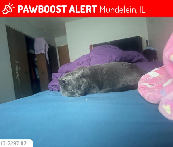 Lost Male Cat last seen Vías del tren, Mundelein, IL 60060