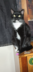 Lost Male Cat last seen Lakeview apmts , Lorain, OH 44053